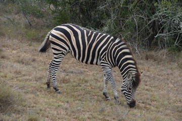 Fototapeta na wymiar Zebra at Addo National Park, South Africa