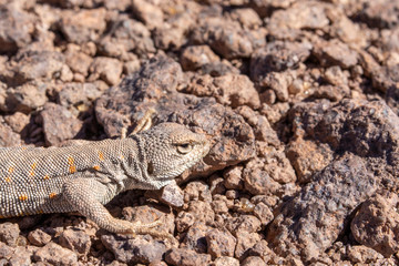 Andina Lizard (Liolaemus Andina or Torresi) in the amazing Desierto de Atacama (Atacama Desert), impressive fauna living in the driest desert environment in the world, Chile, a life in hard condition
