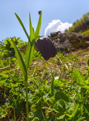 Grouse broadleaf. Primrose on alpine meadows in the mountains. Western Caucasus.
