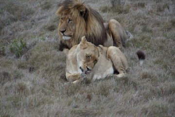 Lions at the Shamwari Private Game Reserve, South Africa