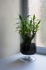 Dracaena sanderiana, also known as lucky bamboo in transparent glass goblet near window