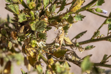 Life in dry extreme conditions, this is what the Nolana Leptophylla a Succulent from the Atacama Desert needs to do in order to life in the driest desert in the world. Chile
