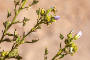 Life in dry extreme conditions, this is what the Nolana Leptophylla a Succulent from the Atacama Desert needs to do in order to life in the driest desert in the world. Chile
