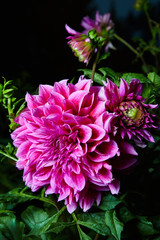 Close up magenta (pink) dahlia flower growing outdoors on a dark background, studio flash is used