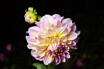 Close up big pale pink dahlia flower growing outdoors on a dark background, studio flash is used