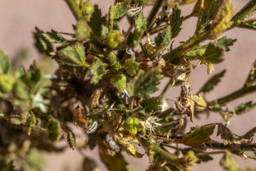 Life in dry extreme conditions, this is what the Nolana Leptophylla a Succulent from the Atacama Desert needs to do in order to life in the driest desert in the world. Chile
