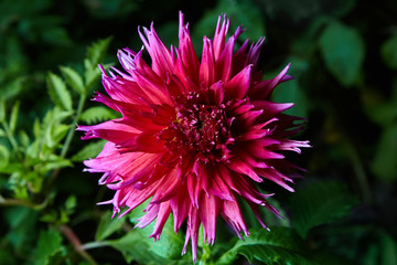 Close up magenta (pink) dahlia flower growing outdoors on a dark background, studio flash is used 