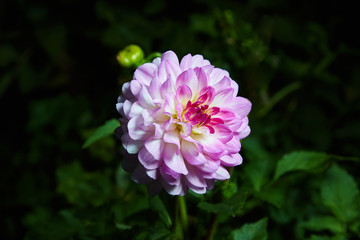 Close  up dahlias flower growing outdoors, studio flash is used