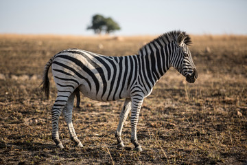 Definitly a Male Zebra