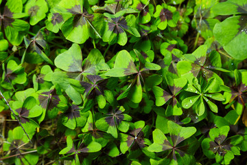 Fototapeta na wymiar Leaves of the Oxalis Deppei plant (Oxalis tetraphylla). Natural background.