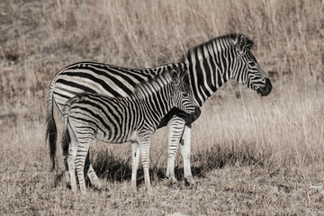 Fototapeta na wymiar Plains Zebra and baby