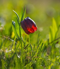 Grouse broadleaf. Primrose on alpine meadows in the mountains. Western Caucasus.