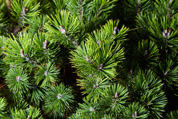 macro photo of green fir-tree on the background. Fluffy young branch Fir tree 