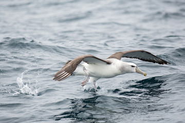 Shy Albatros