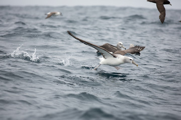 Albatros on the South African shoreline
