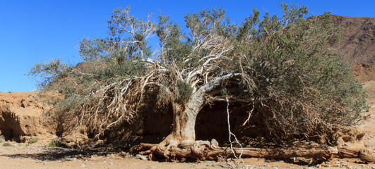 Richtersveld desolation