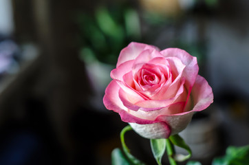 Gentle pink rose on blurred background closeup.