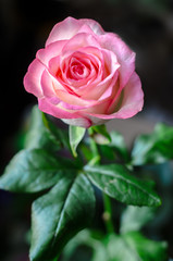 Gentle pink rose on blurred background closeup.