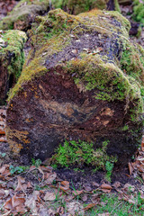 Baumstamm