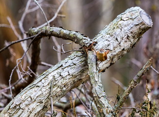 Winter wren shot in the depths of winter, north Quebec, Canada.
