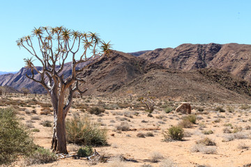 Richtersveld desolation
