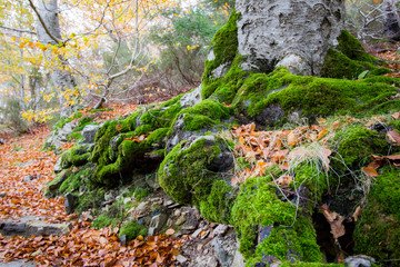 Musgo raices arbol bosque 