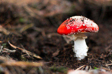 Amanita Muscaria in the forest. Fly agaric, mushroom. red mushroom.