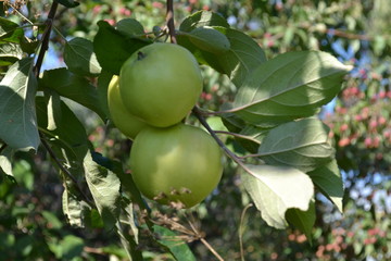 green apples on tree