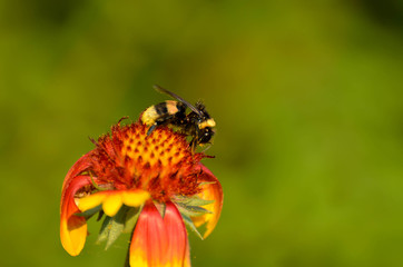 bee on flower