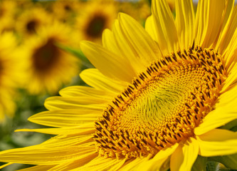 Beautiful sunflowers in the field natural background, Sunflower blooming.