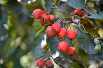red berries 