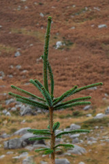 Sitka Spruce Tree on a Heather Background