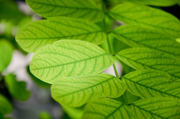 green leaves background