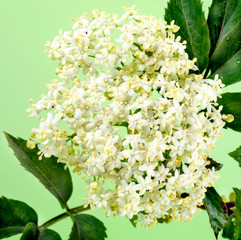 ELDERFLOWER ON BRANCH WITH LEAVES