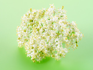 ELDERFLOWER