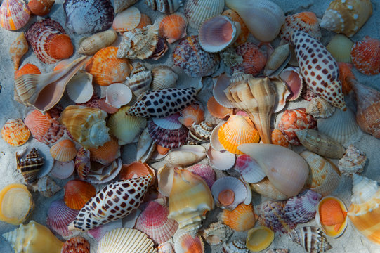 Sea shells on beach