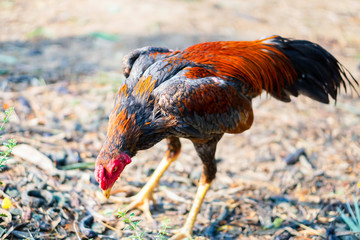 Young rooster for fighting of Thailand, has red and white tail and gray hairy.