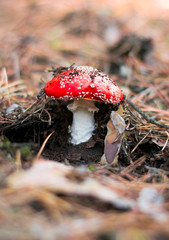 Lovely red muscroom in the forest. Poisonous Amanita mushroom in the forest.