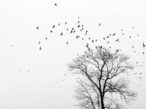 Mystic abstract landscape with birds over trees that fly in the shape of an arc or female breasts (breast cancer, anxiety, depression - concept)