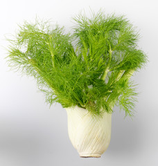 FENNEL
