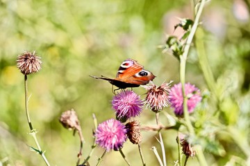 butterfly on flower