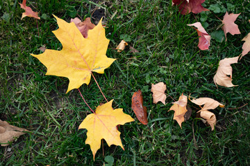 autumn leaves on green grass