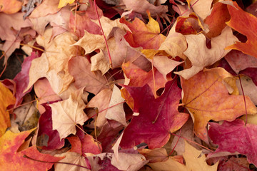 autumn leaves background
