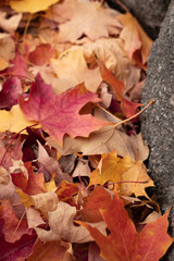 autumn leaves on the ground