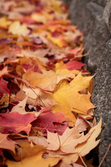 autumn leaves on ground