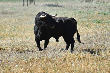 spanish fighting bull