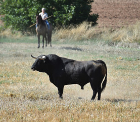 toro negro español en plaza de toros