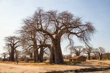 Fototapeta na wymiar African Tree
