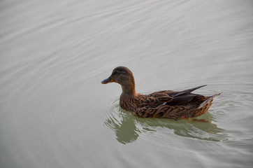 duck in water