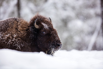 American Bison or Buffalo resting in a snow storm in north Quebec Canada.